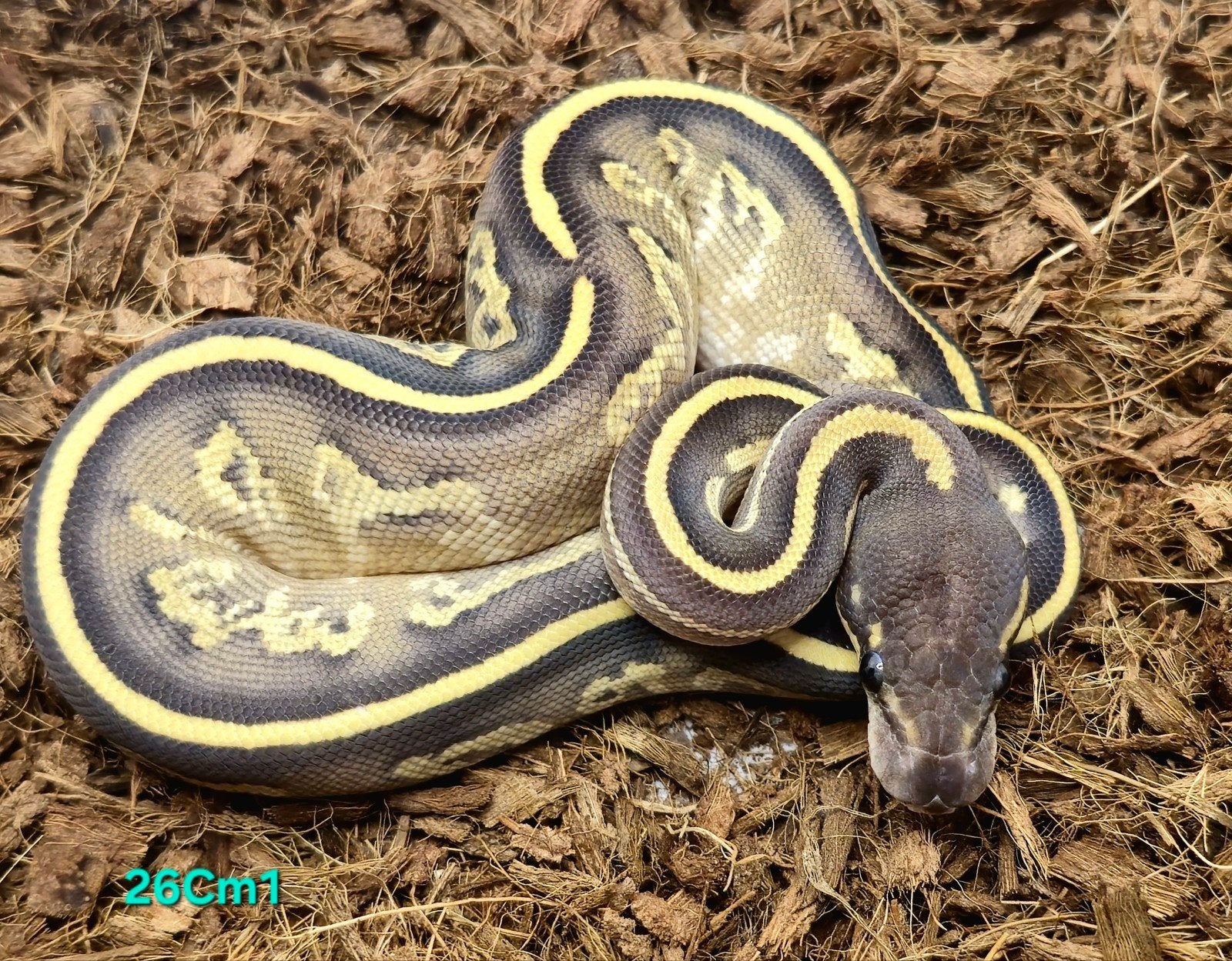 1.0 Blackhead Cinnamon Mojave YB het. Clown, Slang, Tam, 0 tot 2 jaar