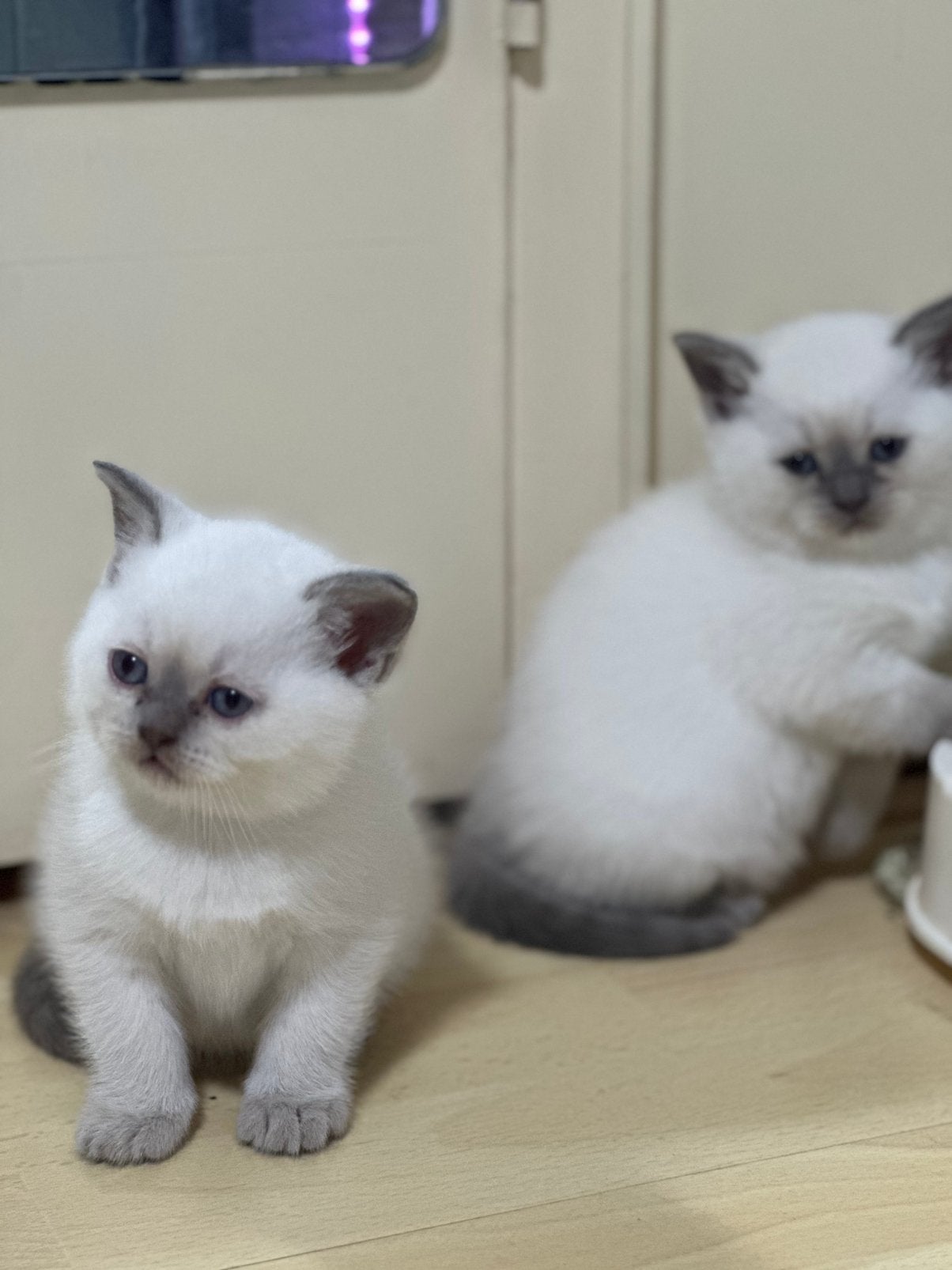Britse korthaar kittens, Dieren en Toebehoren, Meerdere dieren, Kortharig, 0 tot 2 jaar