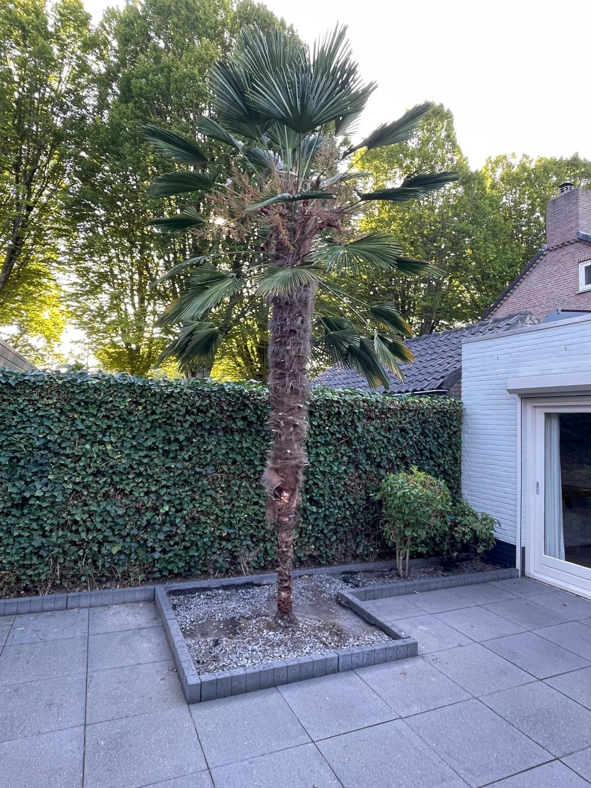Palm Trachycarpus Wagnerianus 3.20 meter, Tuin en Terras, 250 tot 400 cm, Zomer, Palmboom, Ophalen