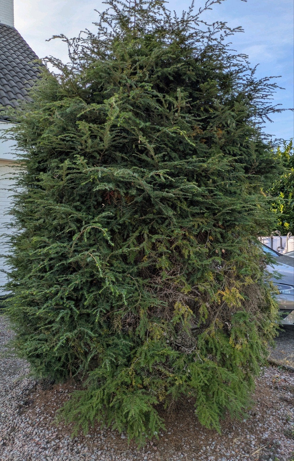 Gratis boom, Tuin en Terras, Planten | Bomen, Ophalen, Overige soorten