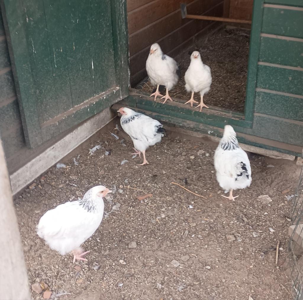 Succex kippen, Dieren en Toebehoren, Pluimvee, Meerdere dieren, Kip