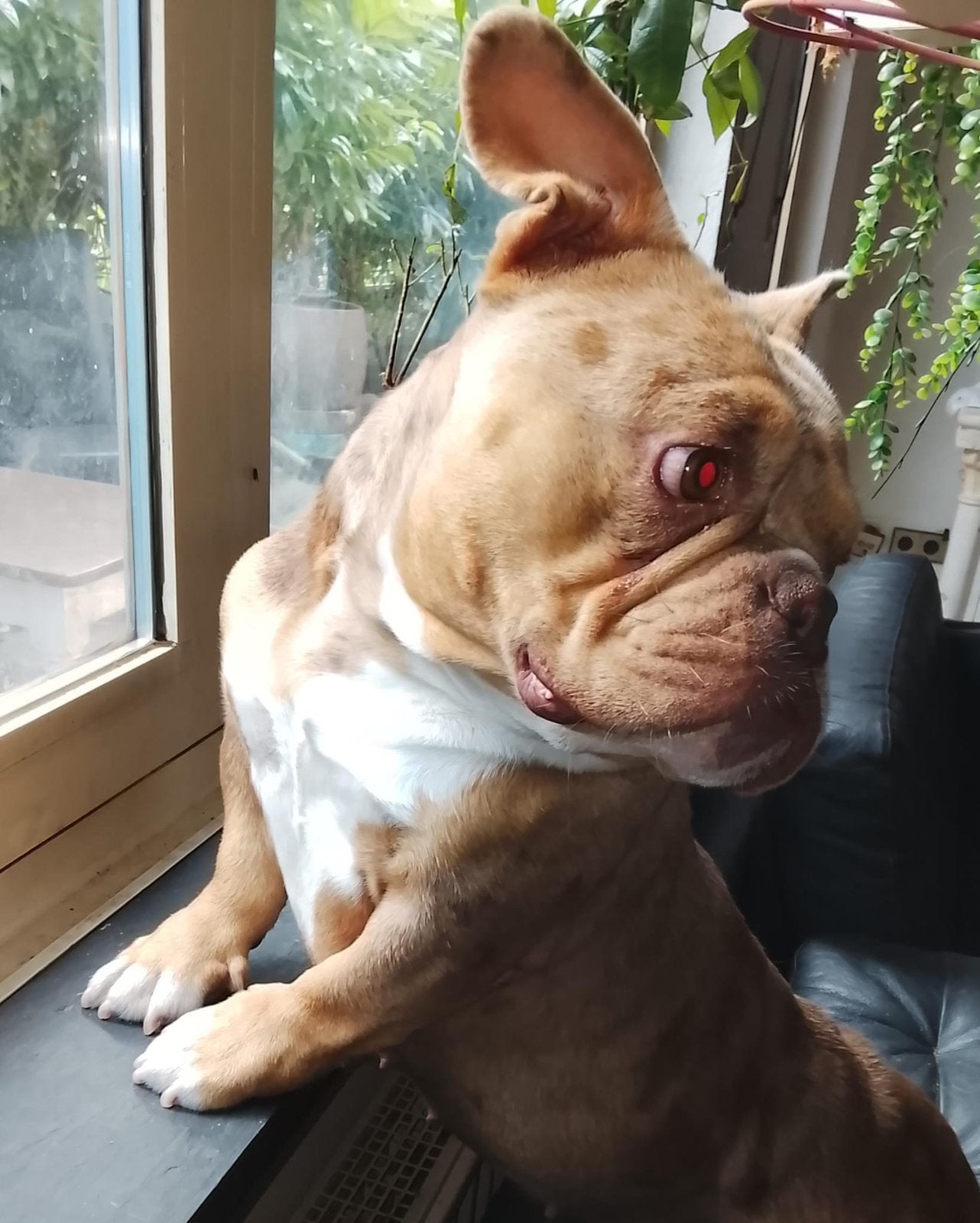 American Bully exotic extreem NANO, Particulier, 1 tot 2 jaar, Buitenland, Teef