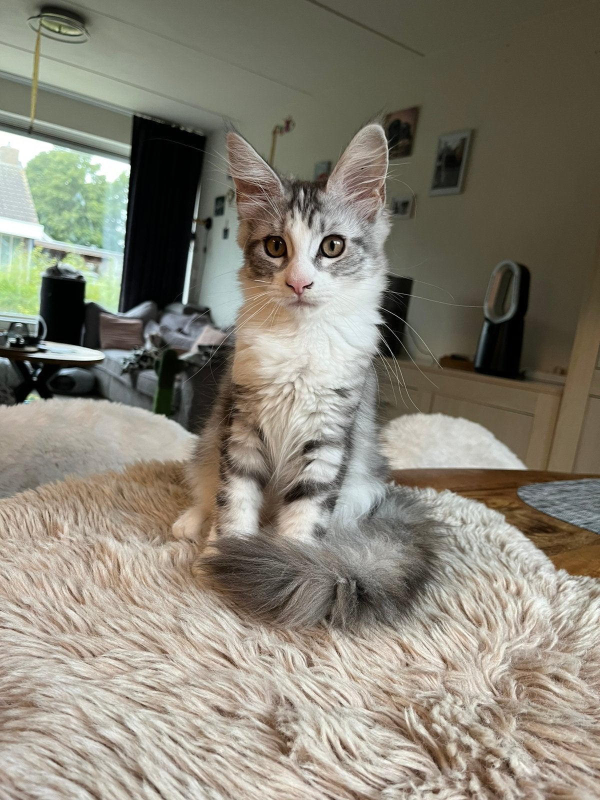 Prachtige High Silver Maine Coon kittens Polydactyl, Poes, Gechipt, 0 tot 2 jaar