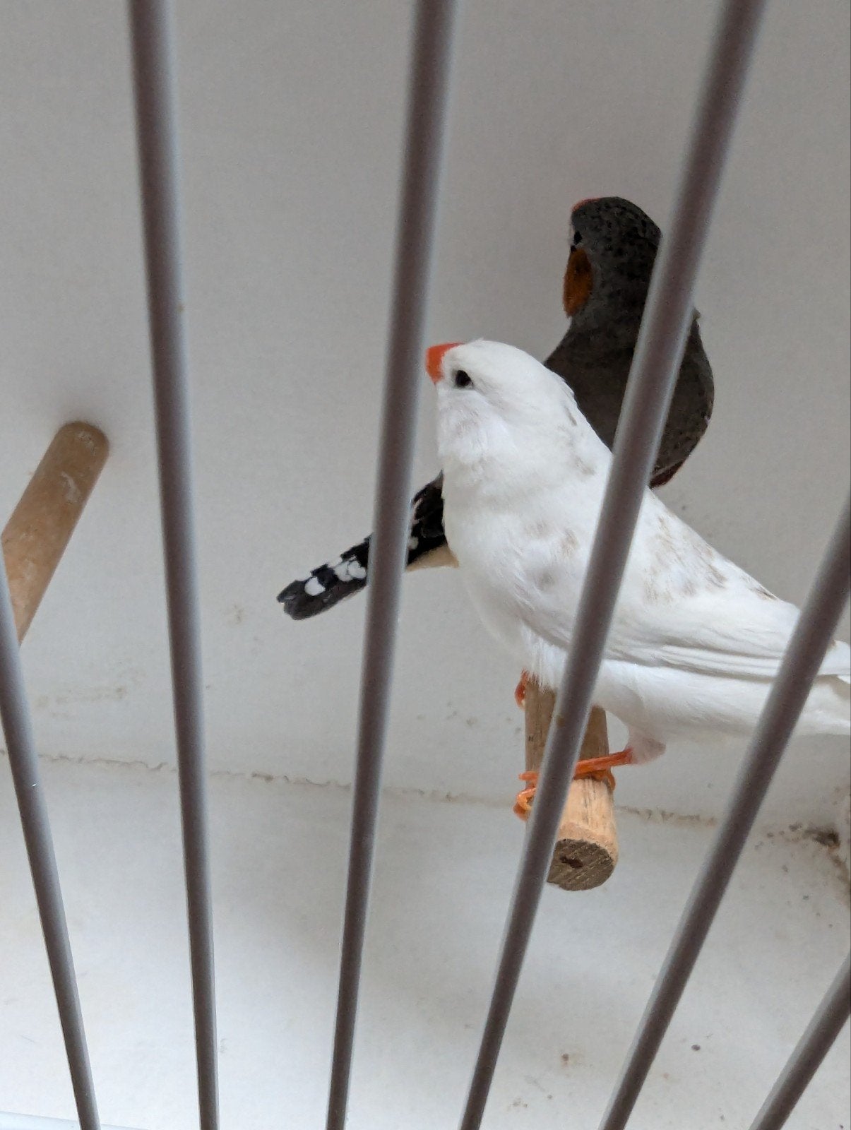 koppels ZEBRAVINKEN, Dieren en Toebehoren, Meerdere dieren