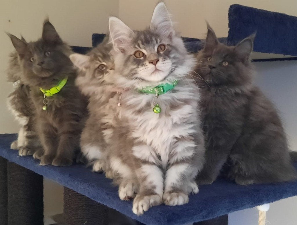Maine coon xxl kittens met kampioen stamboom Russisch lijn, Meerdere dieren, Met stamboom, 0 tot 2 jaar