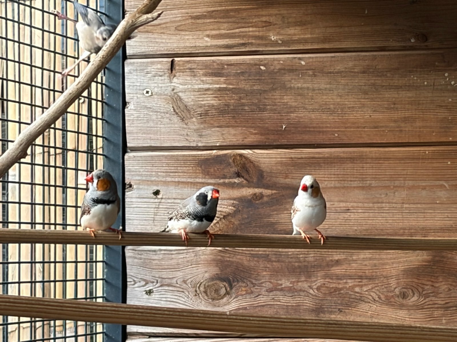 Complete volière met vogels, Meerdere dieren