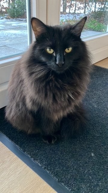 Vermist: Kruising Noorse Boskat Storm, Dieren en Toebehoren, Kat