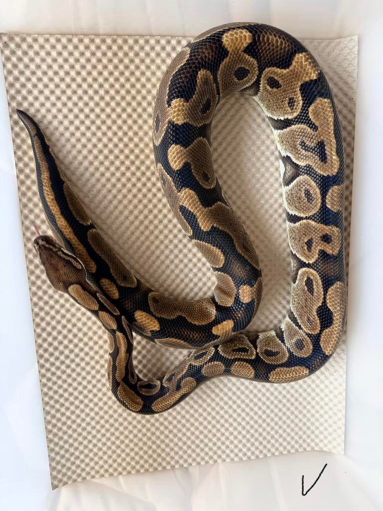 Koningspython - FNR Vanilla 0.1 Ball Python - female for sale from Anthonia