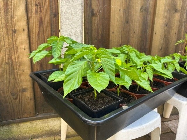 Peper planten, Tuin en Terras, Planten | Tuinplanten, Eenjarig, Groenteplanten, Volle zon, Zomer, Ophalen of Verzenden