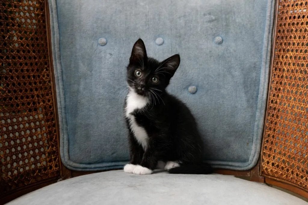 12 weken kitten 🐱, Dieren en Toebehoren, Ophalen of Verzenden