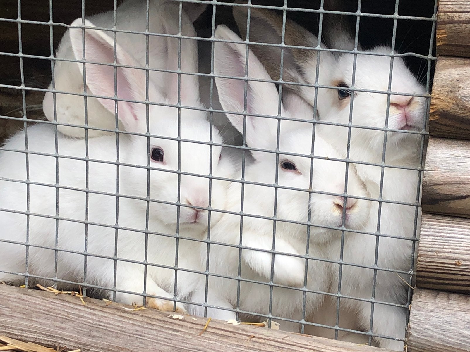 Jonge konijnen (Ram) (2,5 maand), Dieren en Toebehoren, Mannelijk