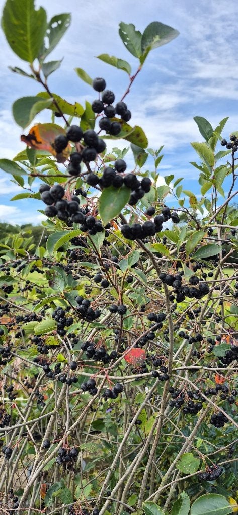 Restpartij a 10 stuks Aronia melanocarpa- Zwarte Appelbes, Volle zon, Vaste plant, Lente, Ophalen