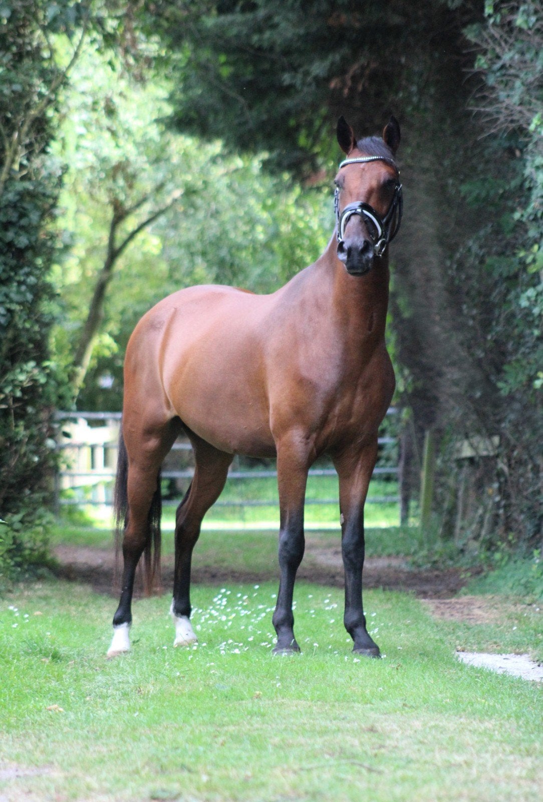 Fijne 4 jarige E-pony ruin, B, Ruin, 3 tot 6 jaar, Gechipt