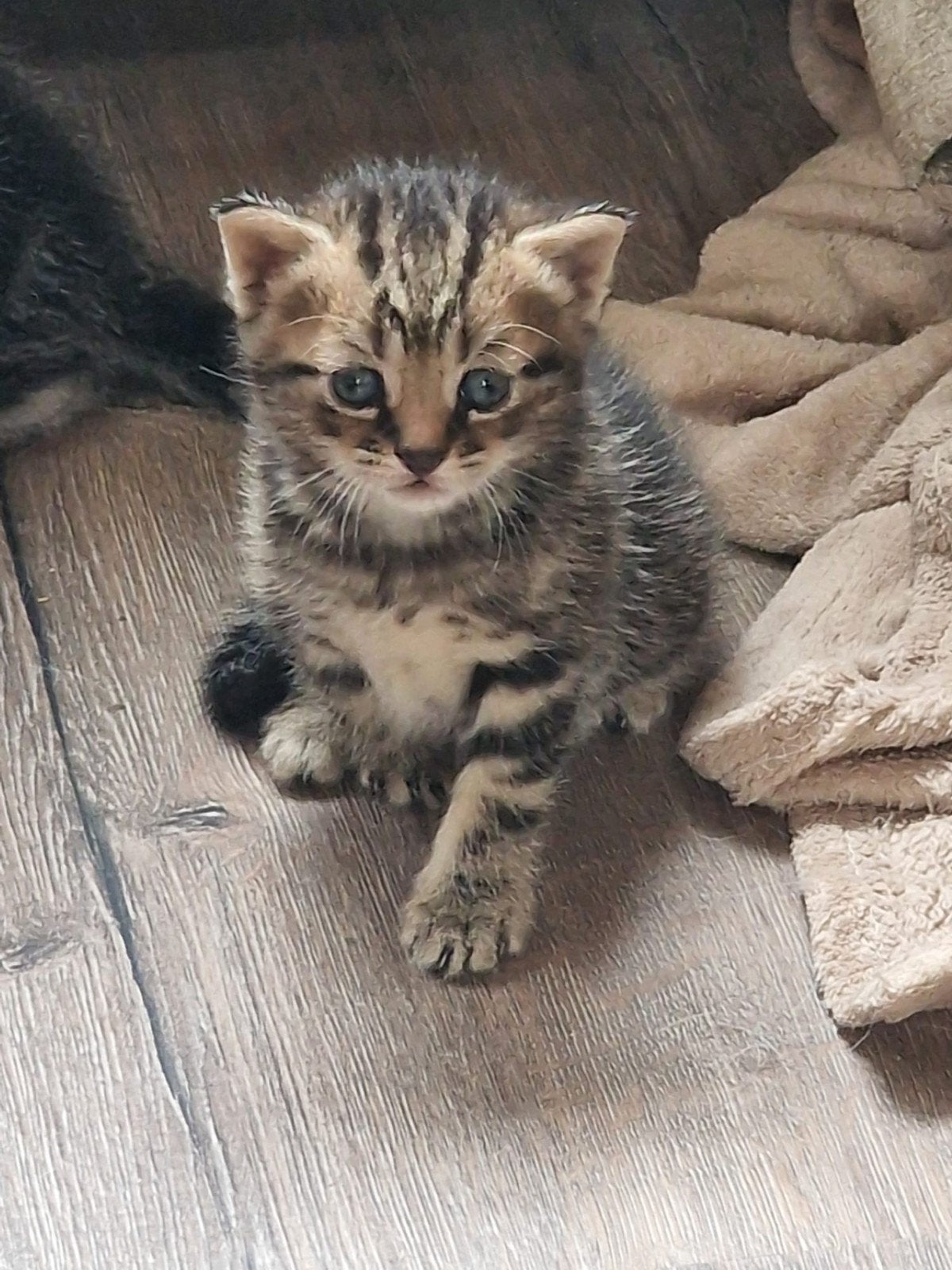 britsekorthaar kruising., Kater