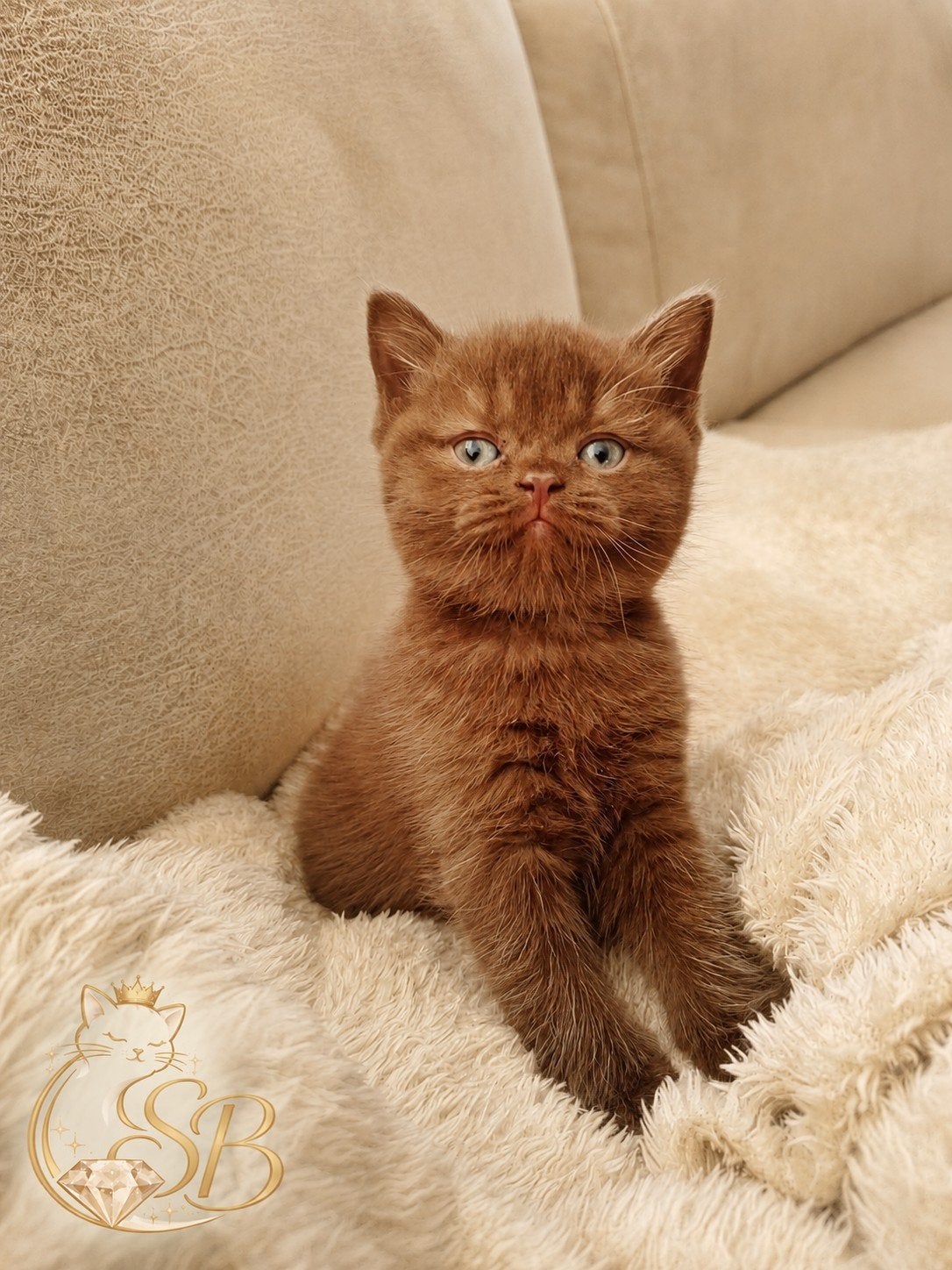 🌴Zomer korting Kittens *BIJNA VERHUIZEN*., Dieren en Toebehoren, Katten en Kittens | Raskatten | Korthaar, Geslacht onbekend