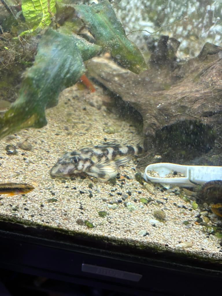 Peckoltia Butterfly L168  XXL, Dieren en Toebehoren, Vis