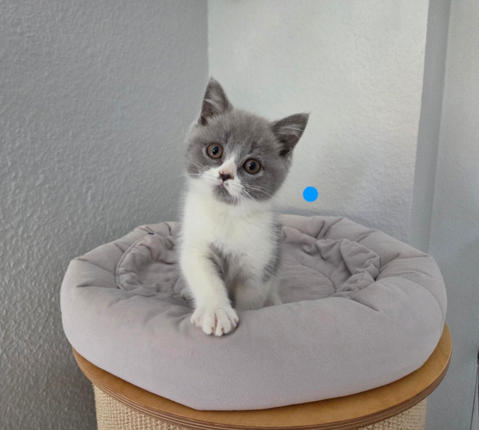 britse korthaar kittens stamboom lilac blue white, Dieren en Toebehoren, Katten en Kittens | Raskatten | Korthaar, Meerdere dieren