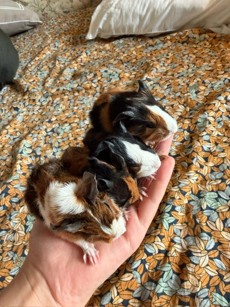 Cavia's, Cavia, Mei, Meerdere dieren, Tam