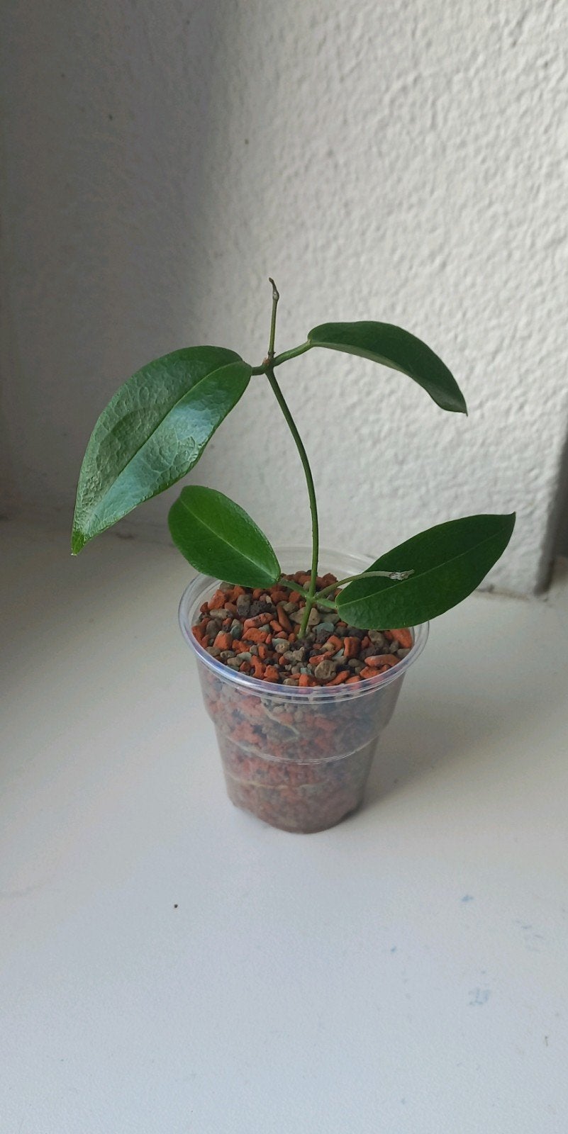 Hoya Dennisii, Huis en Inrichting, Ophalen of Verzenden, Halfschaduw, Minder dan 100 cm