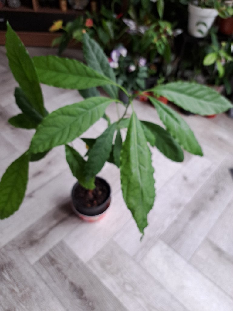 Avocado planten voor weinig, Ophalen, Vaste plant, Overige soorten, Volle zon