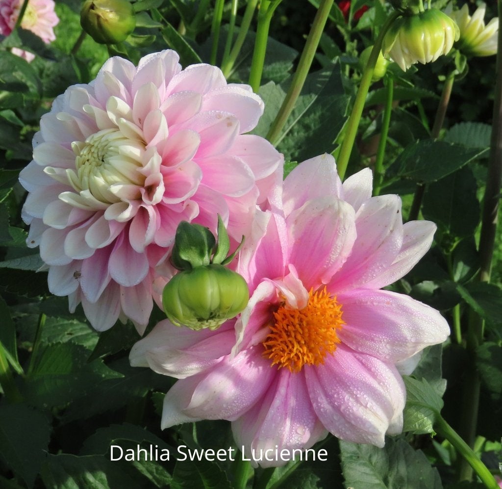 Dahlia Sweet Lucielle knollen (reservering), Ophalen of Verzenden, Voorjaar, Volle zon, Knol