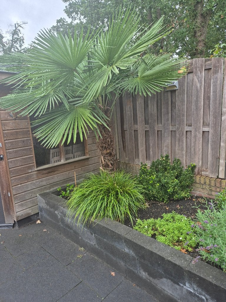 Mooie palmboom, 100 tot 250 cm, Zomer, Palmboom, Ophalen