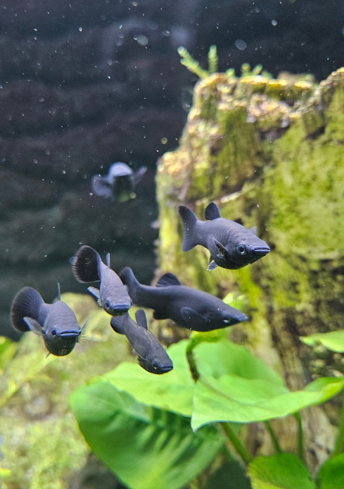 Black molly.s, Dieren en Toebehoren, Vissen | Aquariumvissen, Vis, Zoetwatervis, Schoolvis