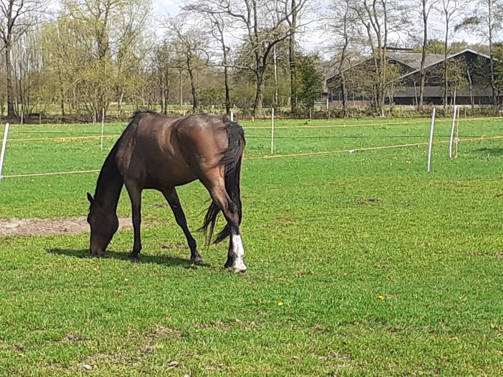 24/7 wWeidegang, Weidegang, 1 paard of pony