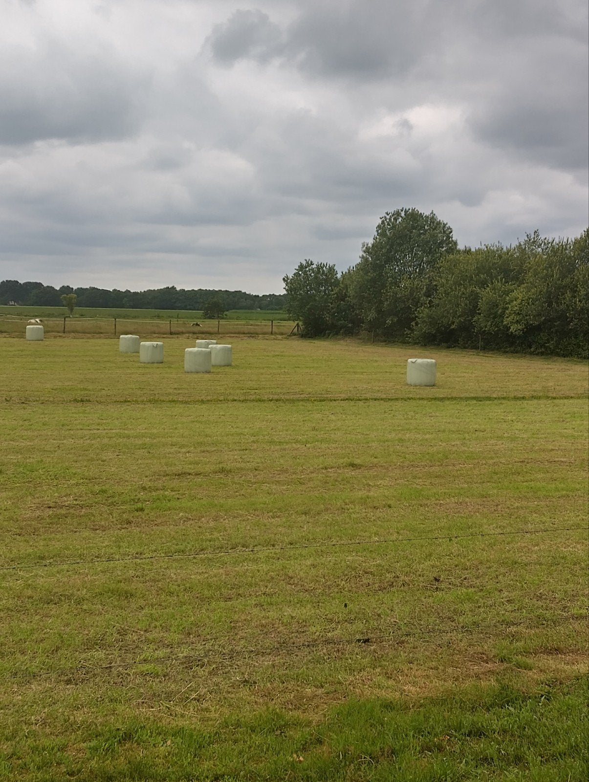 Hooi Midibalen 20 stuks, Dieren en Toebehoren, Stalling en Weidegang