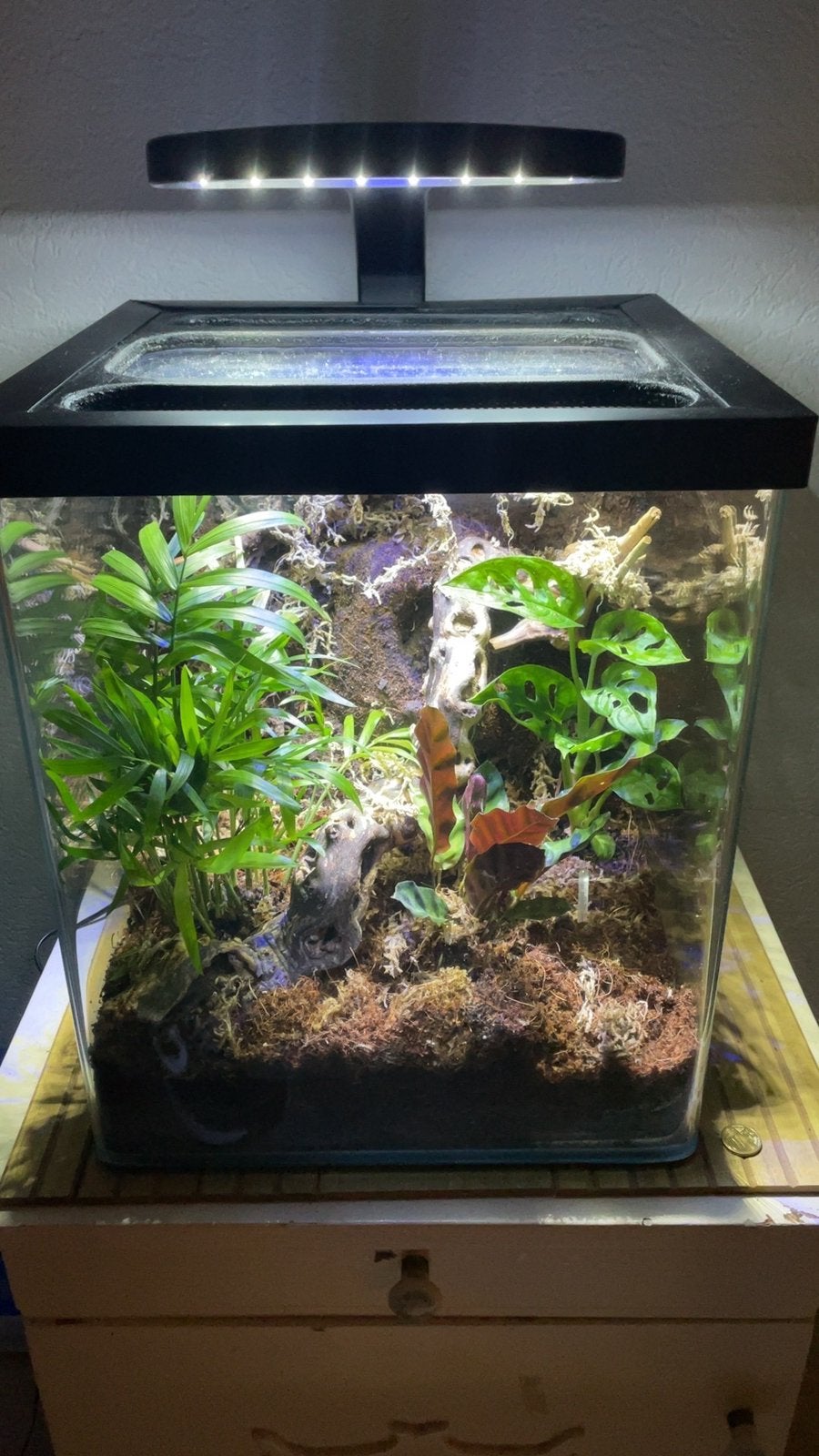 Paludarium / Terrarium, Ophalen, Nieuw