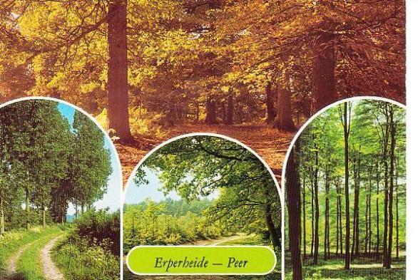 Ansichtkaart	Peer (België)	Erperheide	4-luik, Verzenden, 1980 tot heden, Gelopen, Limburg