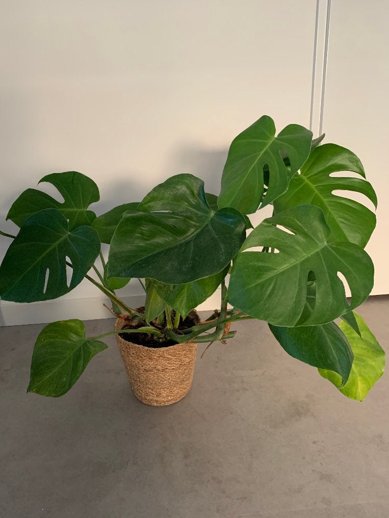 Kamerplant met rieten mand, Ophalen, Halfschaduw, In pot, Minder dan 100 cm