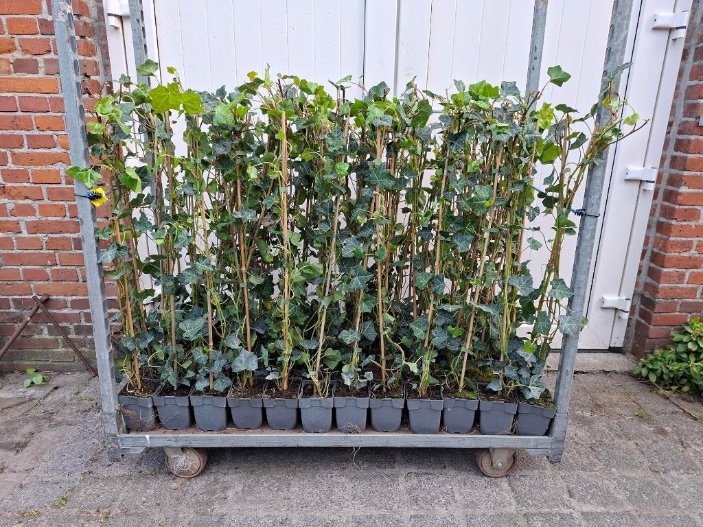 Mooie gestokte Hedera Hibernica (klimop) 120 cm!, Ophalen, Overige soorten, 100 tot 250 cm