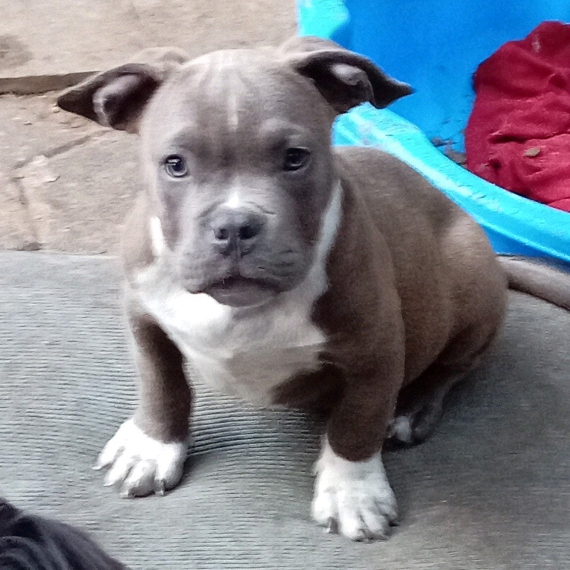 Exotic bully micro/pocket extreem reuen ABKC LIMITED EDITION, Dieren en Toebehoren, 15 weken tot 1 jaar, Overige rassen, Parvo