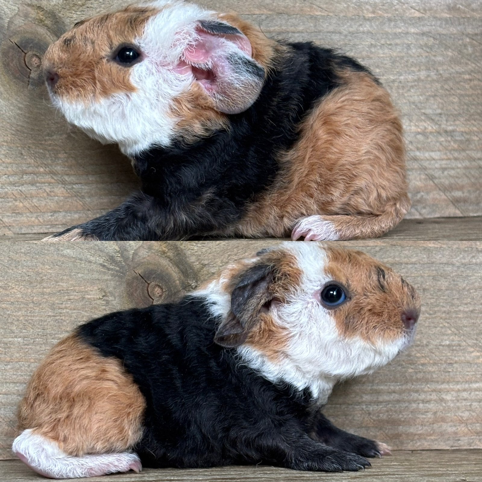 Us teddy beertje zwart buff wit, Dieren en Toebehoren, September, Mannelijk, Cavia