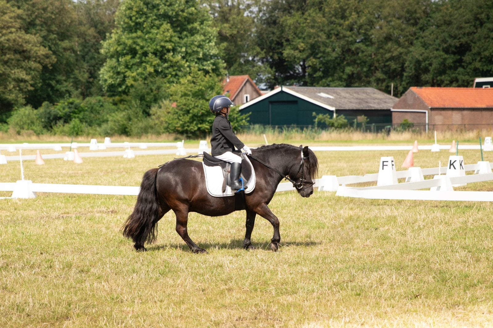 brave shetlander pony's ruinen, Dieren en Toebehoren, Pony's, Met stamboom, Ruin, Zadelmak, A pony (tot 1.17m)