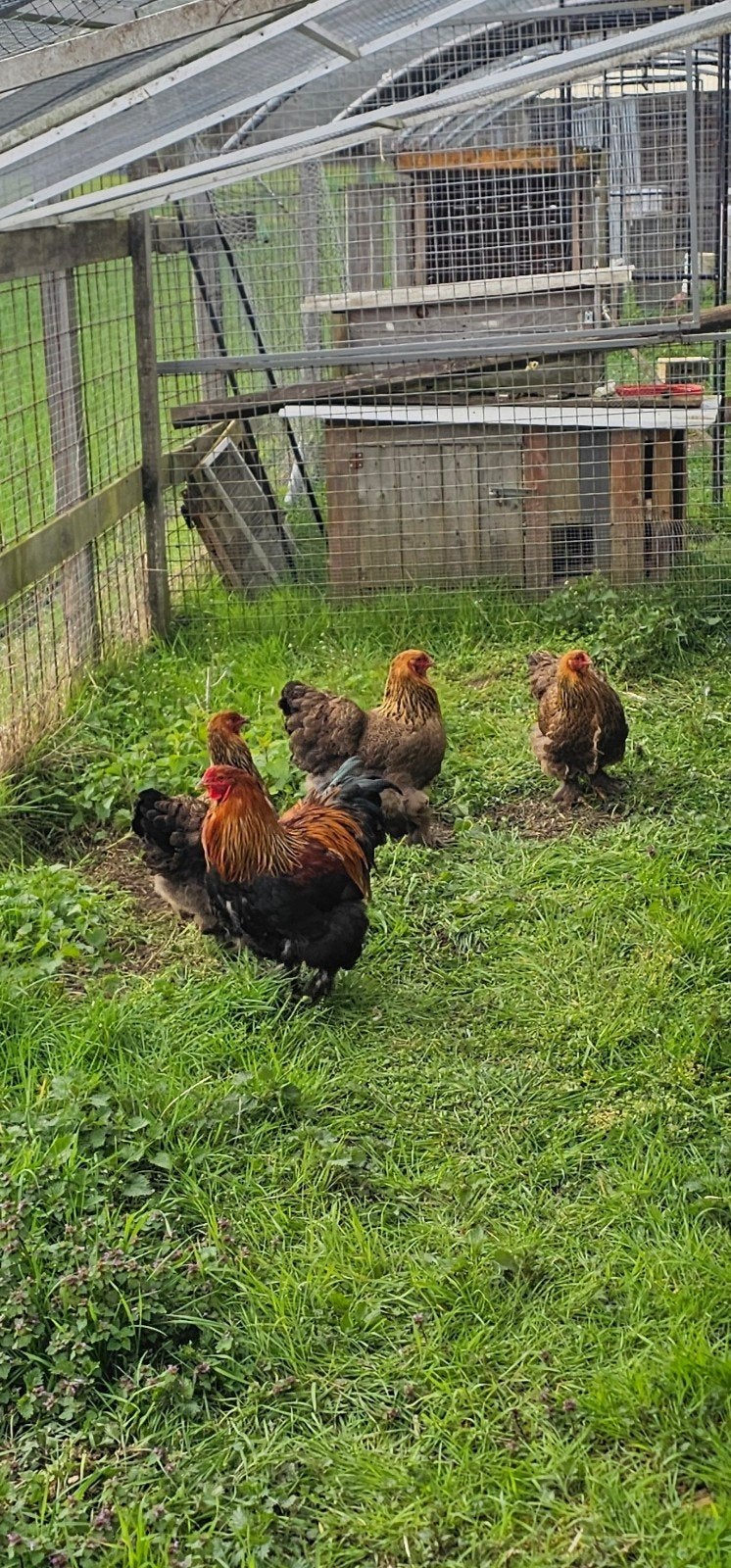 brahma goudpatrijs hennen, Dieren en Toebehoren, Meerdere dieren, Kip