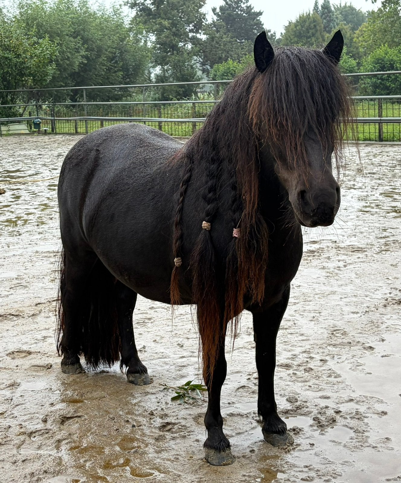 Lieve verzorgster gezocht voor mijn Shetlander(s), Verzorging of Verzorgpony's
