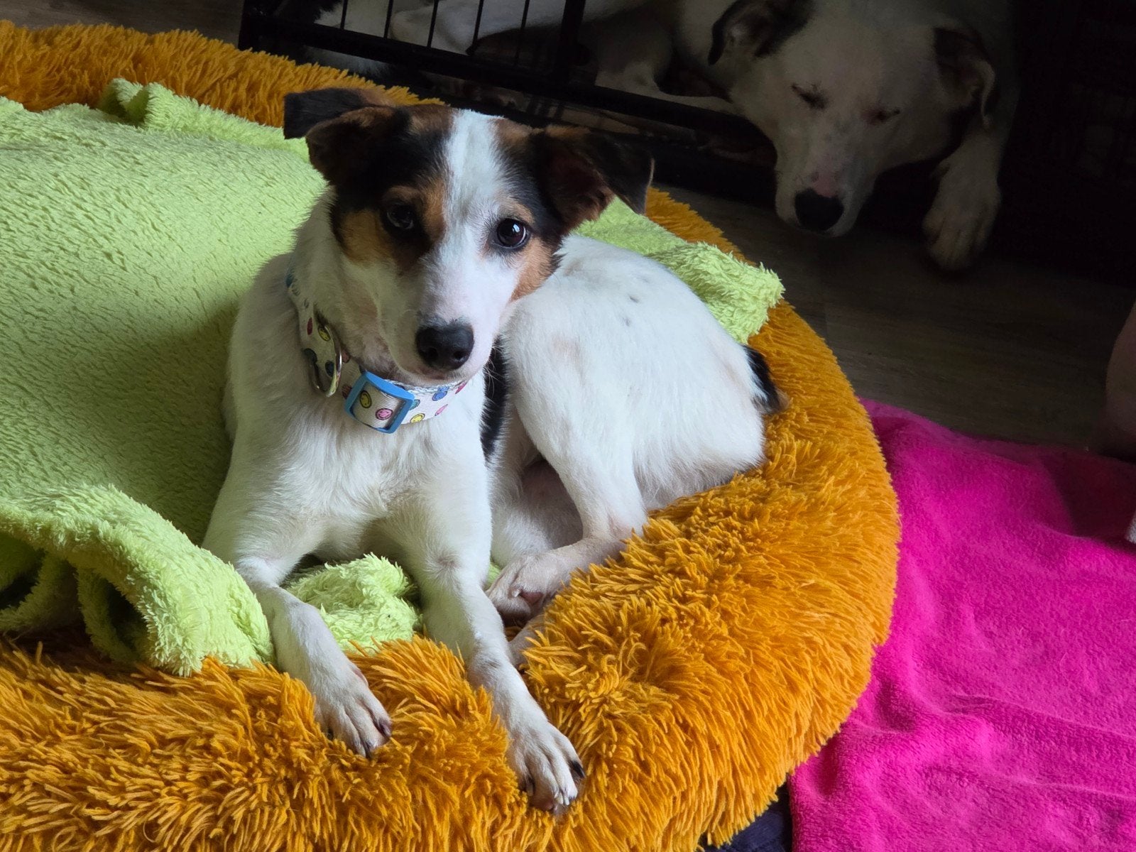 Kleine Dopey ter adoptie!, Dieren en Toebehoren, Honden | Niet-rashonden, Particulier, 1 tot 2 jaar, Buitenland, Teef
