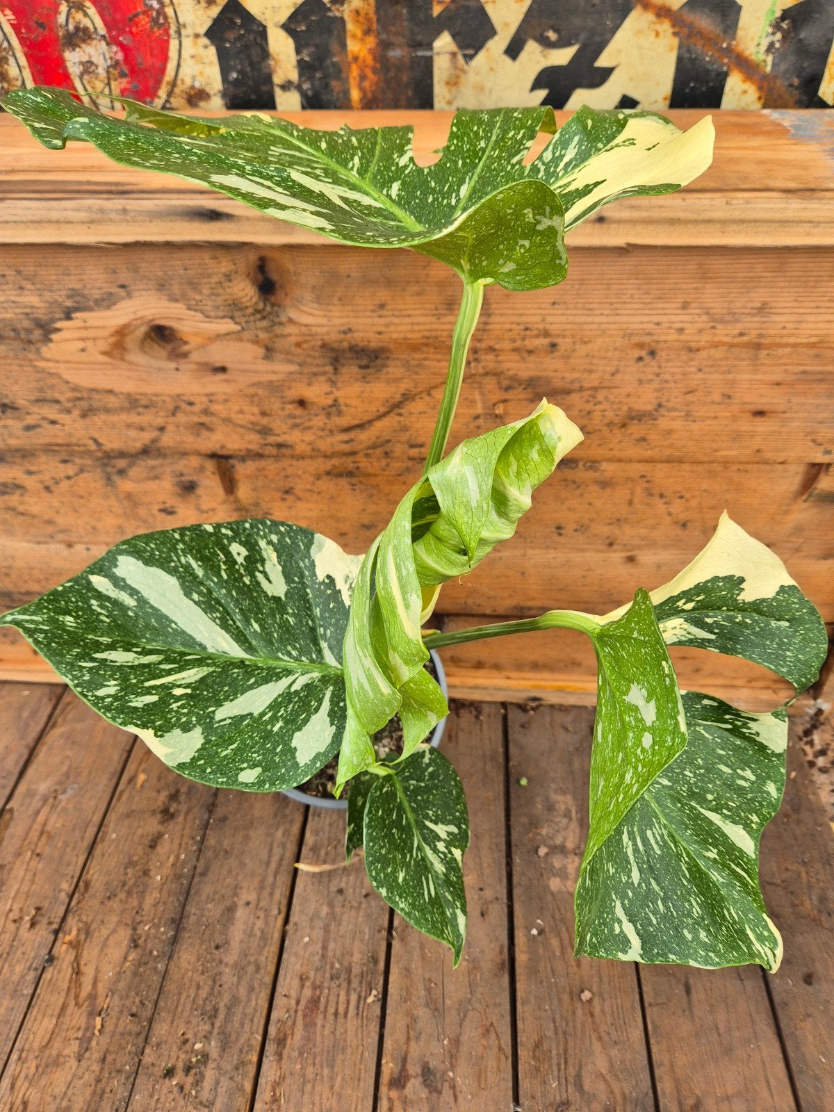 Monstera Thai Constellation p17 XXL (D), Huis en Inrichting, Kamerplanten, Ophalen of Verzenden, Halfschaduw, Minder dan 100 cm