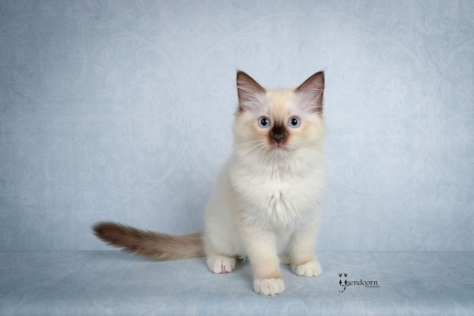 Ragdoll katertje met stamboom, Kater, Met stamboom, 0 tot 2 jaar