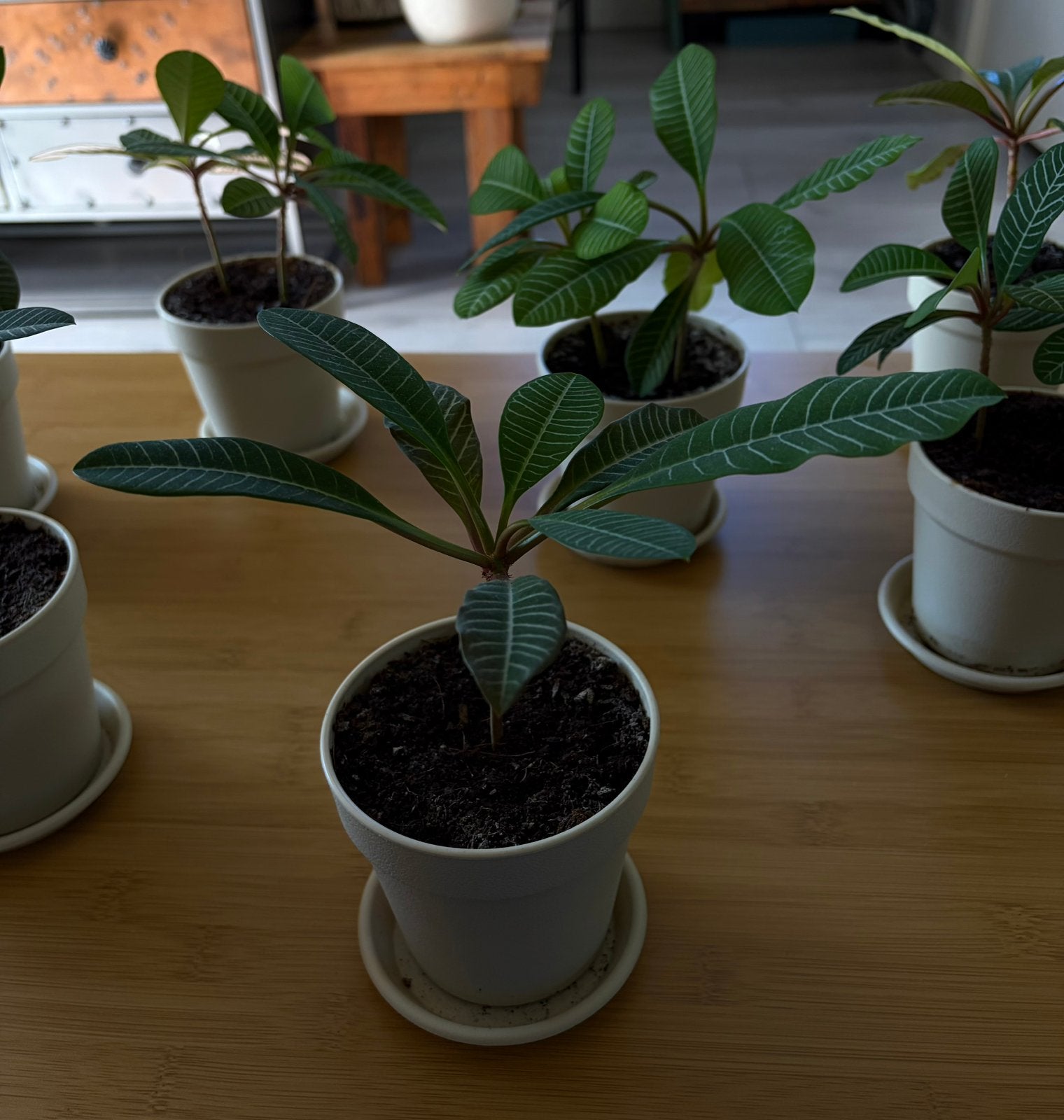 Madagascar Jewel kamerplant, Ophalen, Overige soorten, Halfschaduw, In pot