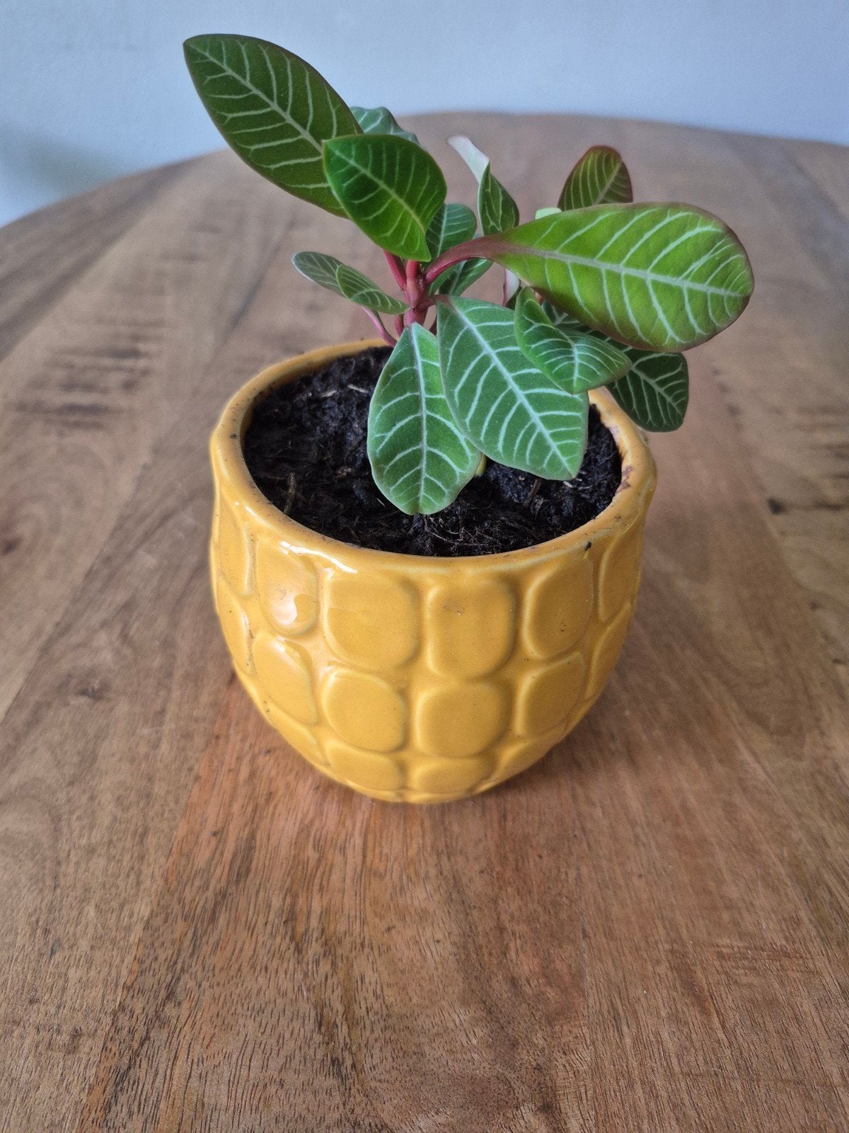 Madagascar Jewel (Euphorbia leuconeura) - 5 cm hoog, Huis en Inrichting, Kamerplanten, Ophalen