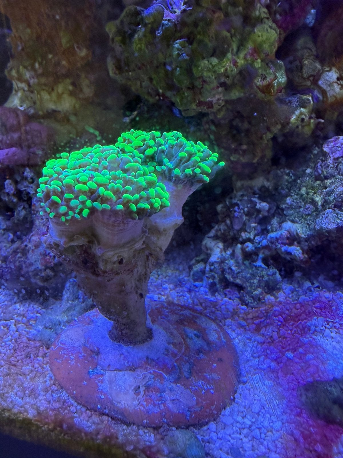 Euphyllia fluor groen hamer - LPS koraal, Overige typen