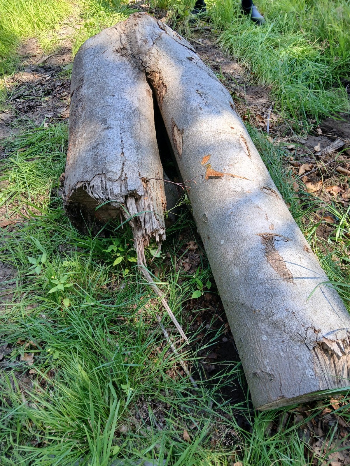 Brandhout  restant  ongeveer 2m3, Ophalen, Gebruikt, Minder dan 180 cm, Palen