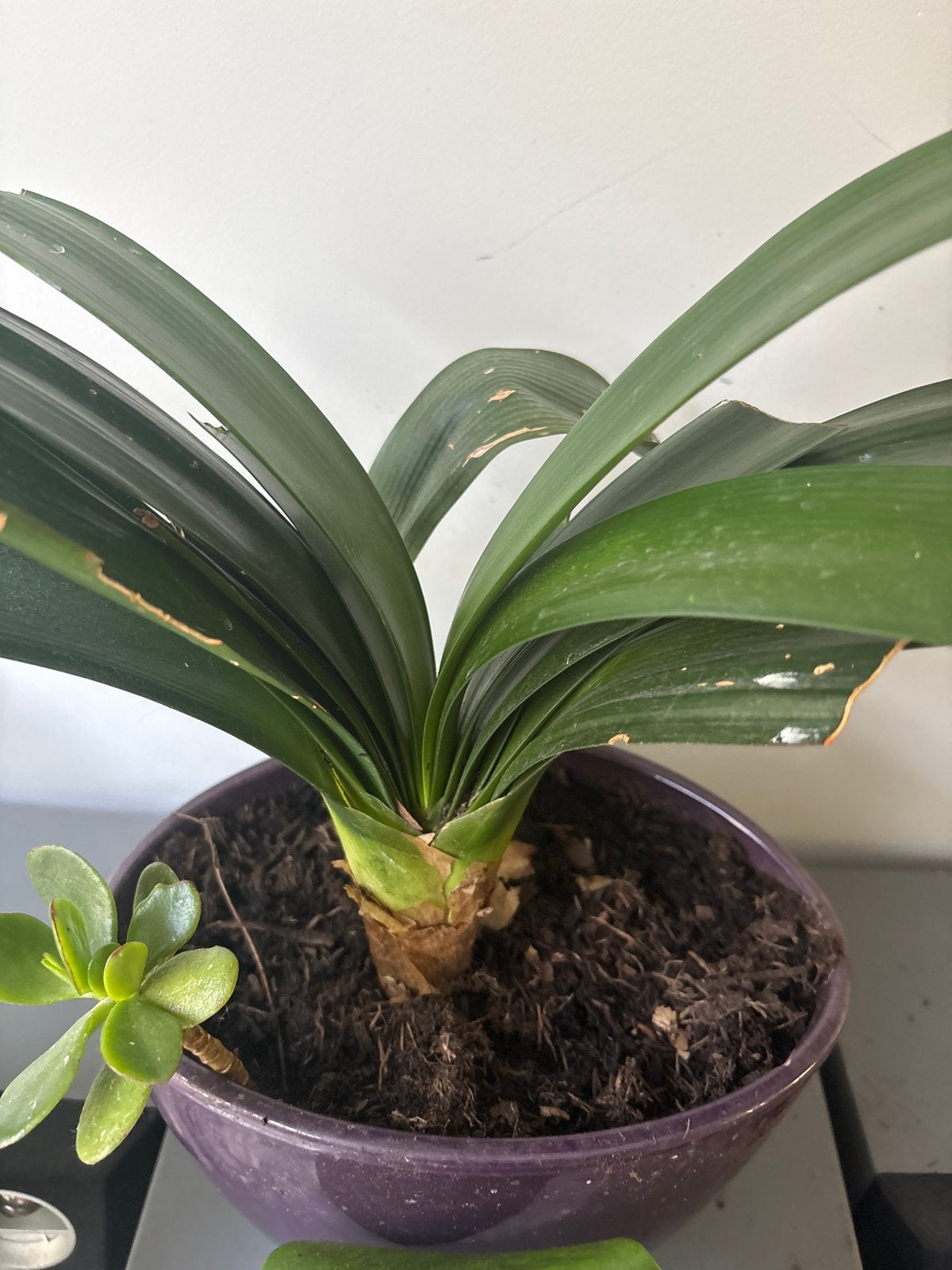 Clivia plant in paarse pot, Overige soorten, Vaste plant, Ophalen of Verzenden, Halfschaduw