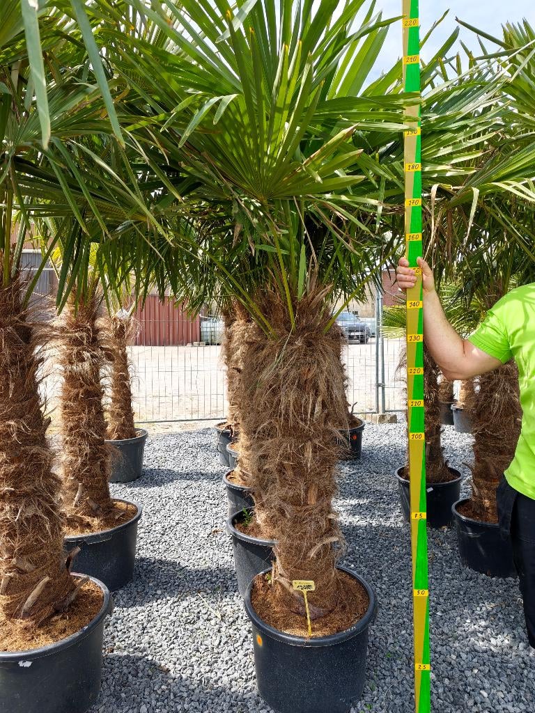 Trachycarpus Fortunei palmboom 1m, Tuin en Terras, Ophalen, Bloeit niet, Overige soorten, Volle zon