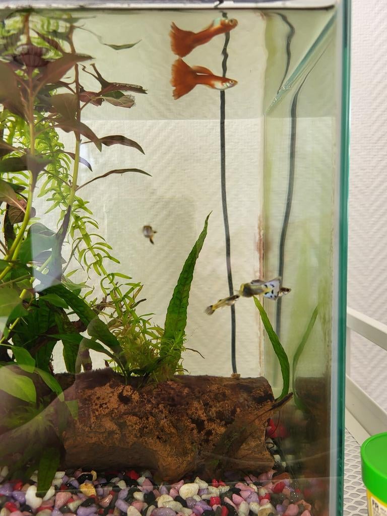 Guppies, Vis