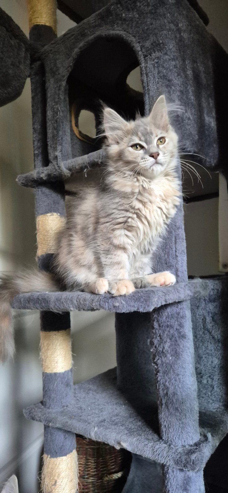 mainecoon ragdoll, Meerdere dieren, Ontwormd