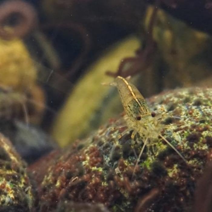 Caridina japonica, Dieren en Toebehoren, Vis